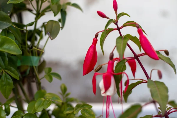 Plantenbakken Met Prachtige Fuchsia Bloemen Van Verschillende Kleuren — Stockfoto