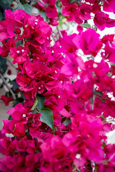봄철에 분홍색 부갱빌라 — 스톡 사진