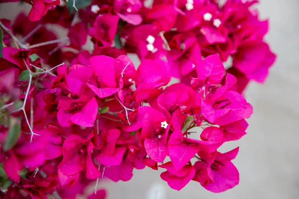 Bougainvillea Cheia Flores Rosa Plena Primavera — Fotografia de Stock