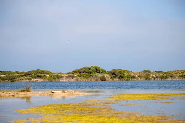Jezioro Pujol Obszar Chroniony Ptaków Walencji — Zdjęcie stockowe