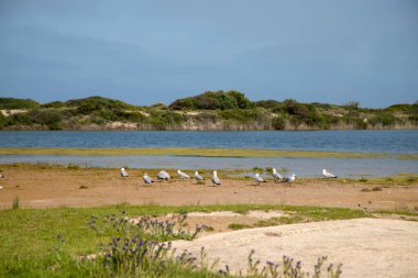 Valencia 'daki Pujol Gölü kuş koruma alanı.