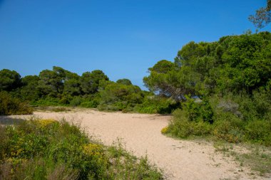 Sahilde kum ve bitki örtüsü bir araya gelir.. 