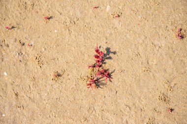 Su çekildikten sonra kumda ortaya çıkan bir grup küçük bitki.