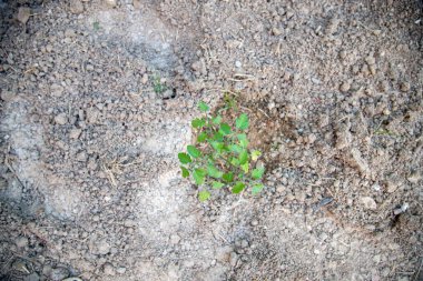 Son zamanlarda sebze bahçesine ekilen küçük domates bitkisi.