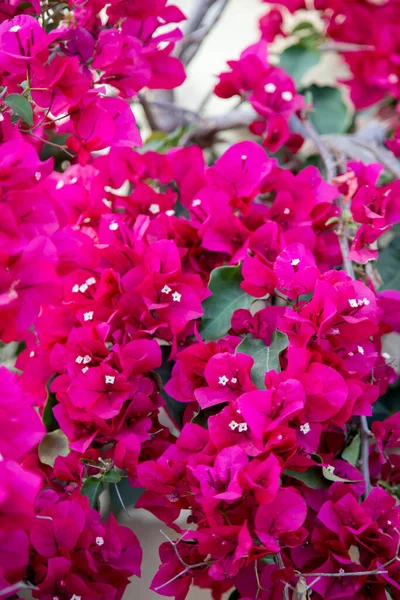 Bahar mevsiminde pembe çiçeklerle dolu begonviller. 