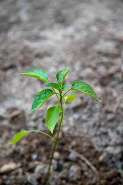 Small Bell Pepper Plant Recently Planted Vegetable Garden — Stock Photo, Image