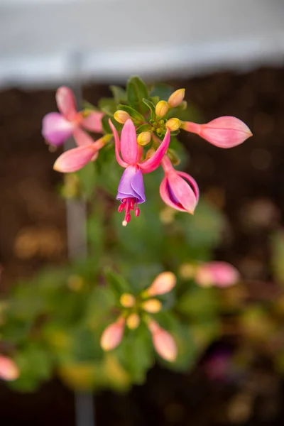 Květináče Krásnými Květinami Fuchsia Různých Barev — Stock fotografie