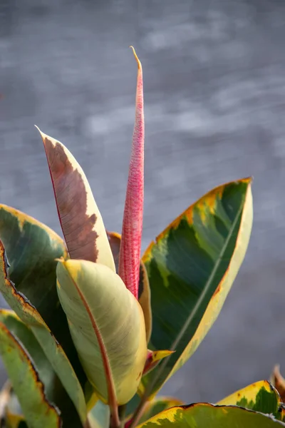 Ficus elastica 'nın yeni yapraklarını beton bir torbayla yakından çek.
