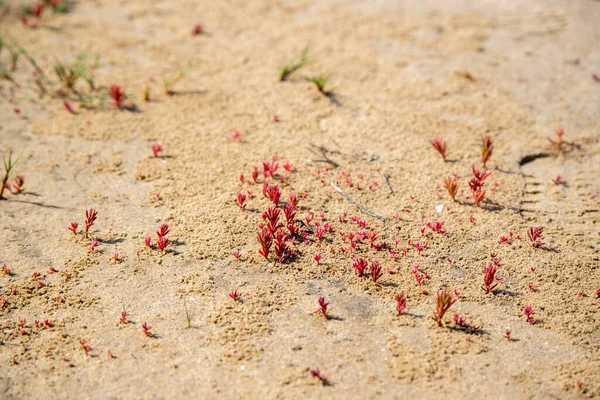 Group Small Plants Emerging Sand Water Has Stock Image
