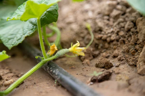 Cucumber plant in the home garden with small cucumbers and flowers growing, automatic watering