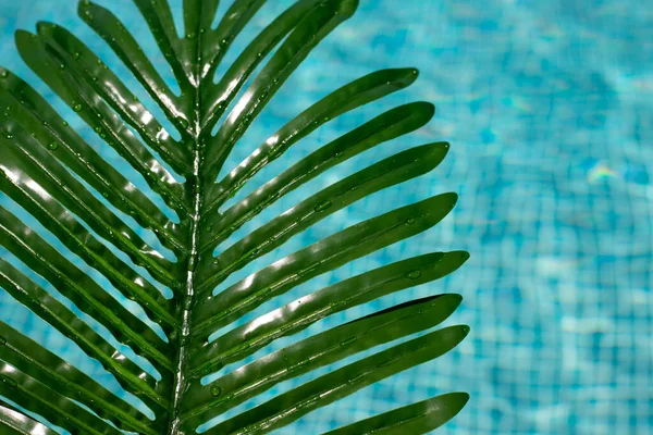Пальмовые Листья Бассейне Листья Воде Зеленая Плитка — стоковое фото