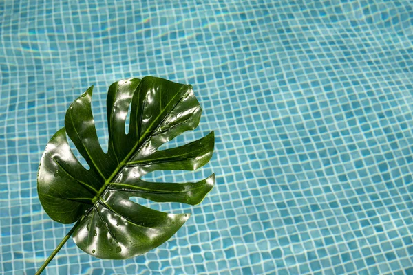Пальмовые Листья Бассейне Листья Воде Зеленая Плитка — стоковое фото