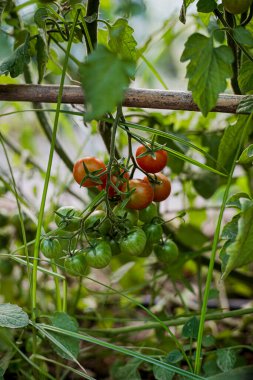 sarmaşıktaki domateslerin ev yapımı domatesler, ev bahçesinde olgunlaşan domatesler.
