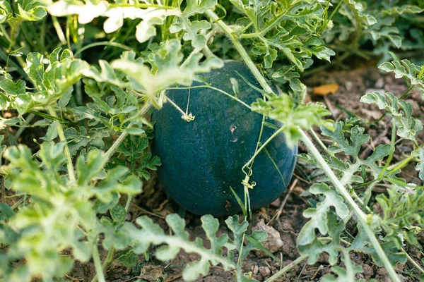 watermelon cultivation in the home garden, organic fruits