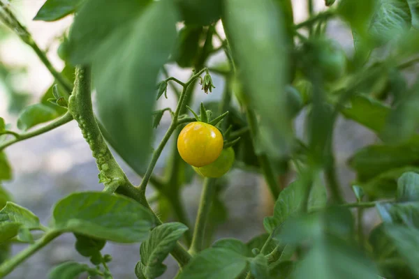 cultivation of yellow cherry tomatoes, home cultivation, organic fruit