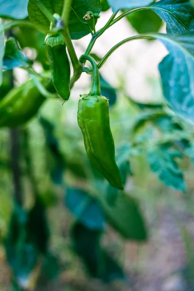 Growing Green Peppers Plant Various Fruits Growing Home Stock Image