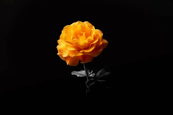 orange rose on a black and white background