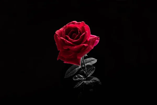 Red Rose Black White Background Stock Image