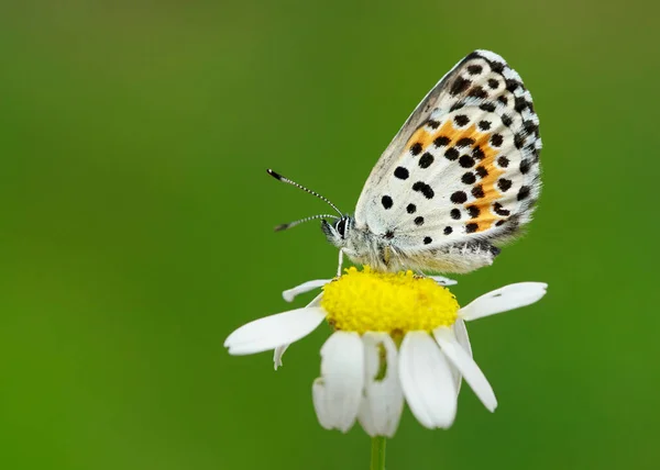 Yeşil arkaplanda siyah mavi kelebeğin makro görünümü.