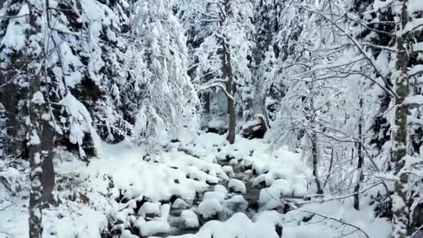 Fascinante Vista Del Bosque Cubierto Nieve Río Que Fluye Través — Vídeos de Stock