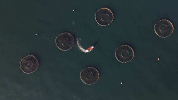 Клетчатая Рыба Производится Море Озерах Прудах Рыба Выращивается Коммерчески Пищи — стоковое видео