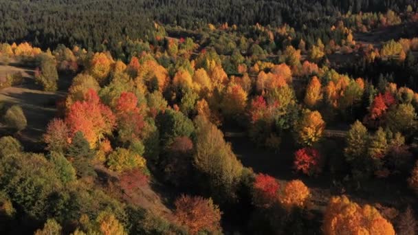 一片富丽堂皇的森林 五彩缤纷的树木点缀着秋天的色彩 — 图库视频影像
