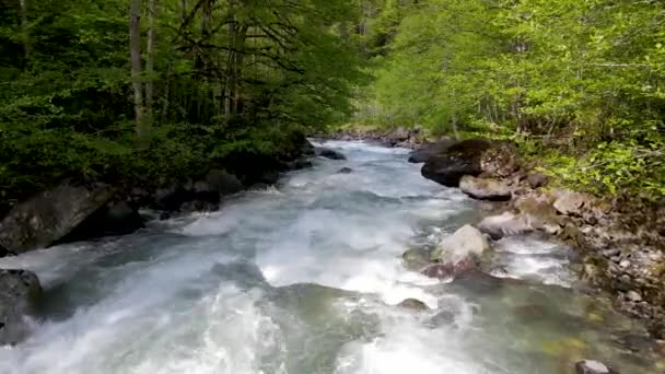 대우림 매혹적 이루고 소나무 사이로 흐르는 강들이 — 비디오