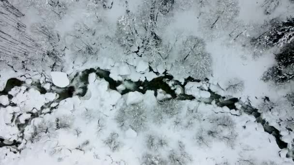 Fascinující Pohled Zasněžený Les Řeku Protékající Mezi Stromy Bílá Magie — Stock video