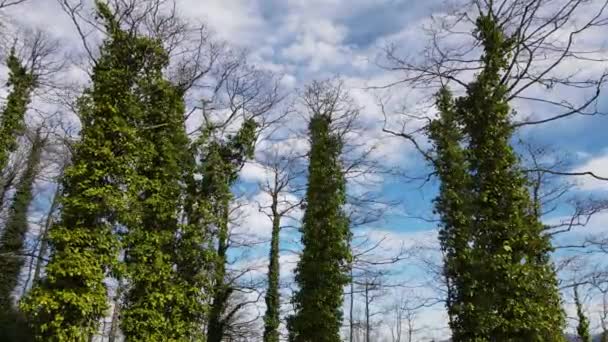 Δέντρο Που Καλύπτεται Από Φυτό Κισσός Ένα Επεμβατικό Είδος Ένα — Αρχείο Βίντεο