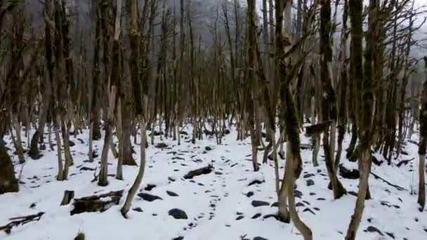 Las Genowy Boxwood Położony Podnóża Góry Kakar Jeden Rzadkich Lasów — Wideo stockowe