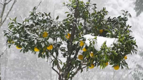 Şiddetli Kar Altında Narenciye Ağacının Güzel Manzarası Yeşil Yaprakları Turuncu — Stok video