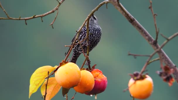 Beautiful Shot Common Starling Feeding Palm Fruit Rain Weather — Stock Video
