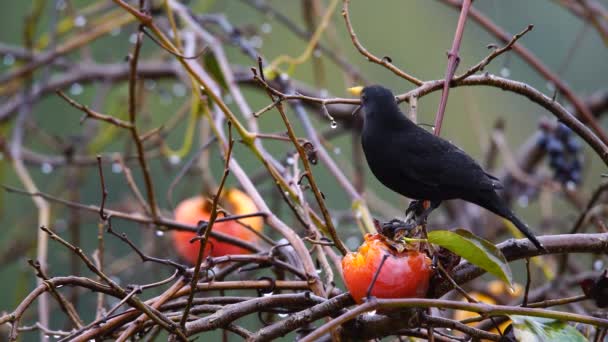 Pukulan Indah Burung Hitam Biasa Makan Buah Palem Dalam Cuaca — Stok Video