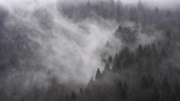 山毛榉和云杉树的雾气形成了一个有趣的景象 雾海和光束在森林上空波涛汹涌的景象令人印象深刻 — 图库视频影像