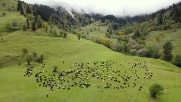 与牧羊人和牧羊犬同行的一群羊群在绿色草地上吃草的无人机射击 — 图库视频影像
