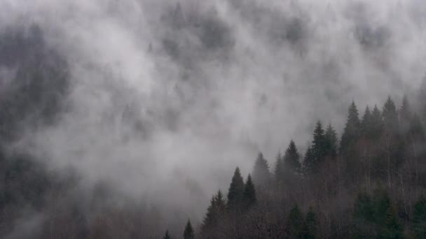 スプルースの木から出てくる霧が生み出す興味深い景色 霧と光の海の印象的な景色が森の上を波に動いています — ストック動画