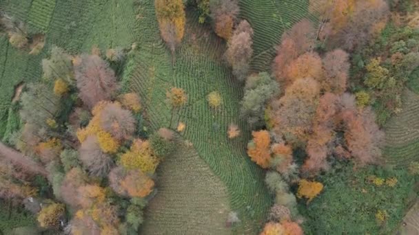 秋天的茶园 茶台和五彩缤纷的树木的美丽景色 — 图库视频影像