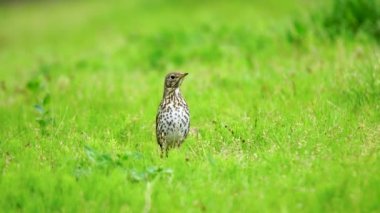 Vahşi yaşam, kuşlar. Song Thrush (Turdus philomelos) kuşları, çeşitli yaprak döken ağaçlar, parklar ve sık bitki örtüsü olan bahçeleri olan ormanlar onların yaşam alanlarıdır. Genellikle kurtlar, solucanlar ve salyangozlar gibi hayvanlarla beslenirler..