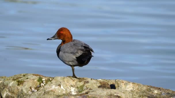 Άγρια Ζωή Πουλιά Κοινή Pochard Aythya Ferina Είναι Ένα Καταδυτικό — Αρχείο Βίντεο