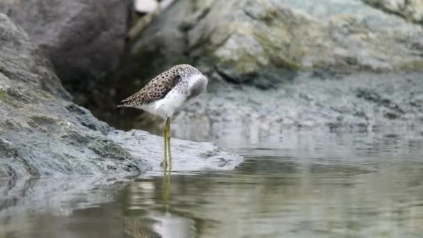 Vanlig Grönstav Tringa Nebularia Art Murmeldjur Och Flyttfågel Bor Nära — Stockvideo