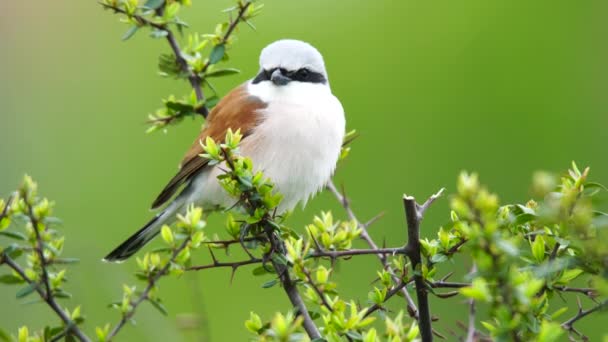 Vahşi Yaşam Kuşları Kırmızı Sırtlı Shrike Lanius Collurio Kuşu Laniidae — Stok video