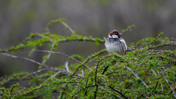 Spaanse Mus Passer Hispaniolensis Vogel Hun Habitat Natte Landbouwgronden Kleine — Stockvideo