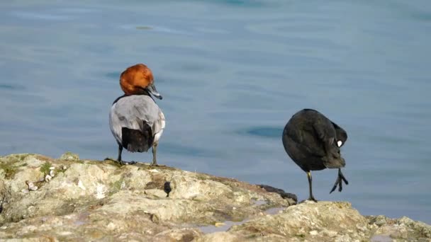 Kehidupan Liar Burung Common Pochard Aythya Ferina Adalah Spesies Bebek — Stok Video
