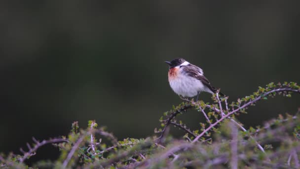 Wildlifebirds European Stonechat Saxicola Rubicola Habitat Wet Meadows Heaths Open — Stock Video
