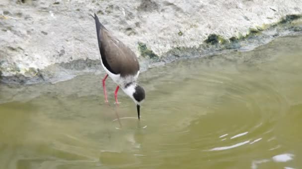 Black Winged Stilt Himantopus Himantopus Occurs Warm Tropical Climates Usually — Stock Video