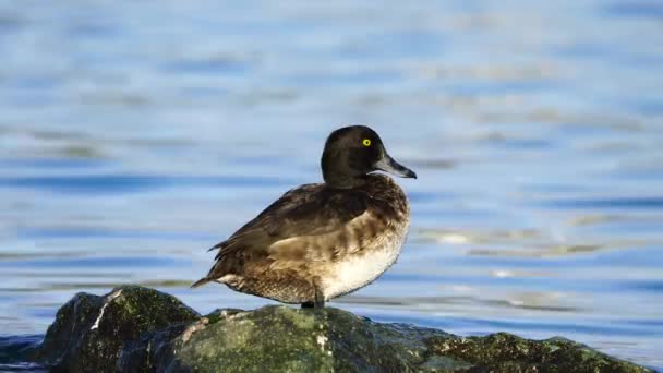 Wildtiere Vögel Tufted Duck Aythya Fuligula Lebt Feuchten Gebieten Wie — Stockvideo