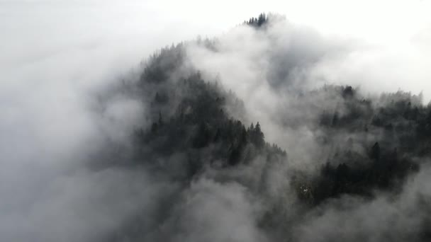 Pandangan Menarik Yang Dibuat Oleh Kabut Yang Keluar Dari Pohon — Stok Video