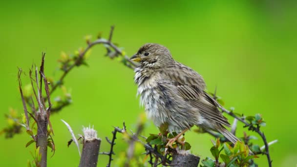 Viltfåglar Hussparv Passer Domesticus Social Art Som Häckar Kolonier Även — Stockvideo