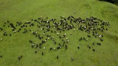 Çoban köpekleri ve çoban köpekleri eşliğinde yeşil çayırlarda otlayan koyun sürüsünün drone görüntüsü..