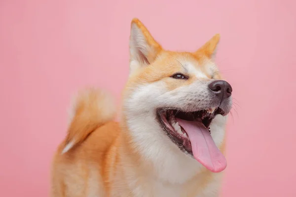 Perro Rojo Japonés Akita Inu Sobre Fondo Rosa Cerca Concepto — Foto de Stock